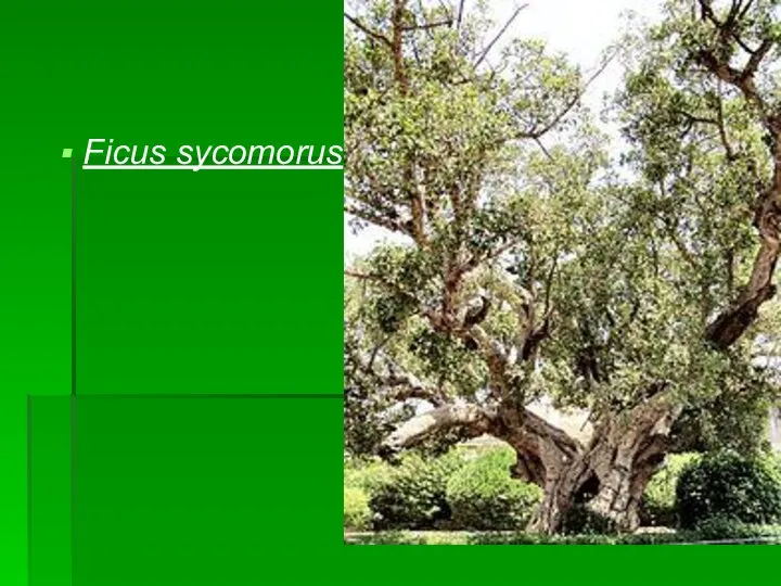 Ficus sycomorus