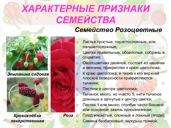 ХАРАКТЕРНЫЕ ПРИЗНАКИ СЕМЕЙСТВА Листья простые, перистосложные, или пальчатосложные; Цветки правильные, обоеполые,