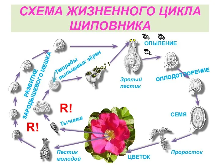 РАЗВИТИЕ ЗАРОДЫШЕВОГО МЕШКА ОПЛОДОТВОРЕНИЕ СХЕМА ЖИЗНЕННОГО ЦИКЛА ШИПОВНИКА R! ОПЫЛЕНИЕ R!