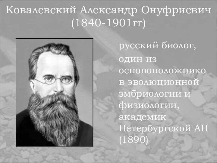 Ковалевский Александр Онуфриевич (1840-1901гг) русский биолог, один из основоположников эволюционной эмбриологии