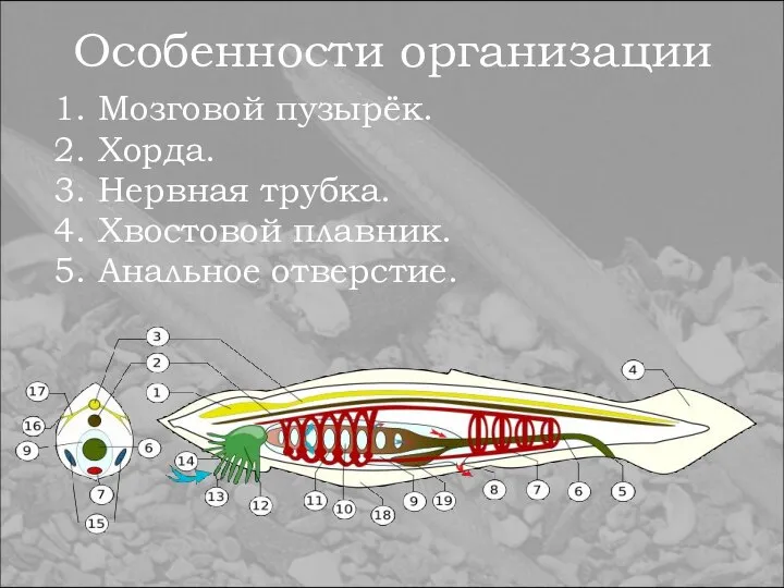 Особенности организации 1. Мозговой пузырёк. 2. Хорда. 3. Нервная трубка. 4. Хвостовой плавник. 5. Анальное отверстие.