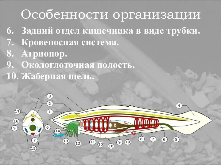 Особенности организации 6. Задний отдел кишечника в виде трубки. 7. Кровеносная