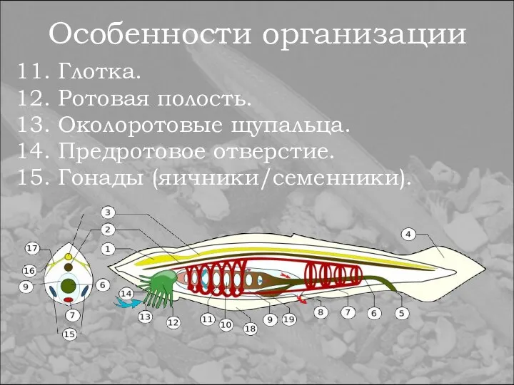 Особенности организации 11. Глотка. 12. Ротовая полость. 13. Околоротовые щупальца. 14. Предротовое отверстие. 15. Гонады (яичники/семенники).