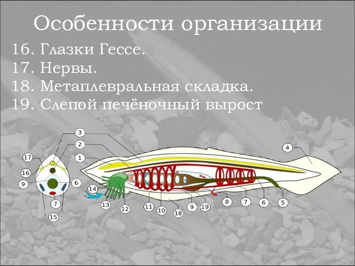 Особенности организации 16. Глазки Гессе. 17. Нервы. 18. Метаплевральная складка. 19. Слепой печёночный вырост