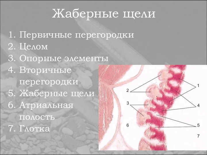 Жаберные щели 1. Первичные перегородки 2. Целом 3. Опорные элементы 4.