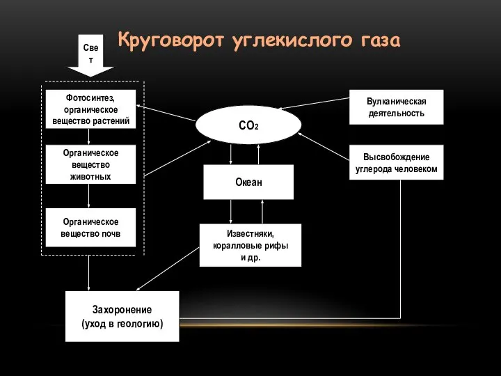 Круговорот углекислого газа Фотосинтез, органическое вещество растений Органическое вещество животных Органическое