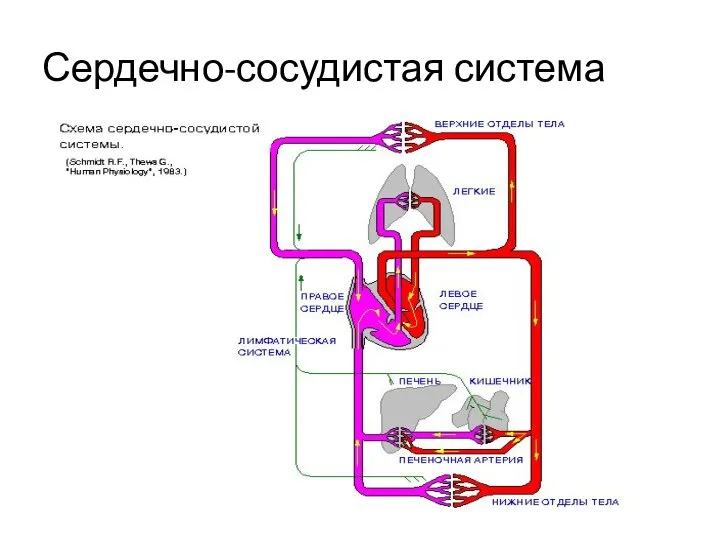 Сердечно-сосудистая система