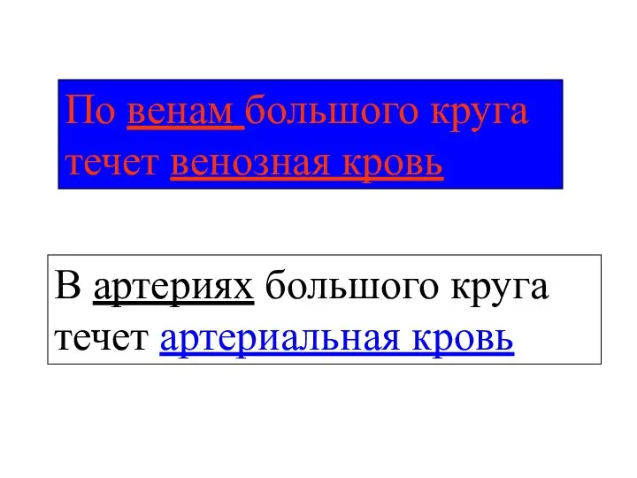 В артериях большого круга течет артериальная кровь По венам большого круга течет венозная кровь