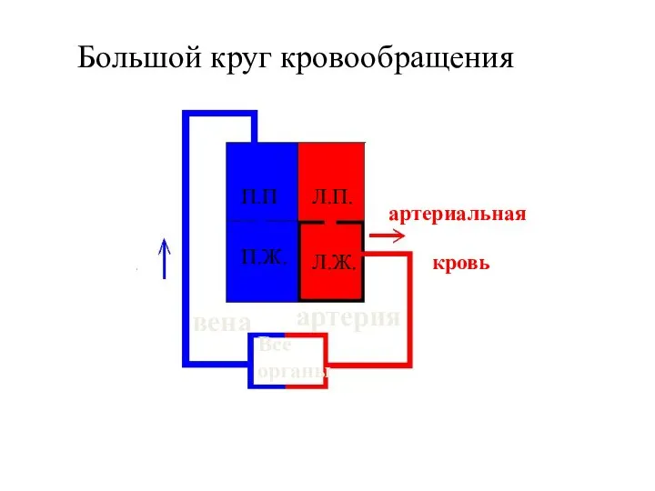 Большой круг кровообращения П.П П.Ж. Л.П. Л.Ж. Все органы артерия вена артериальная кровь венозная кровь