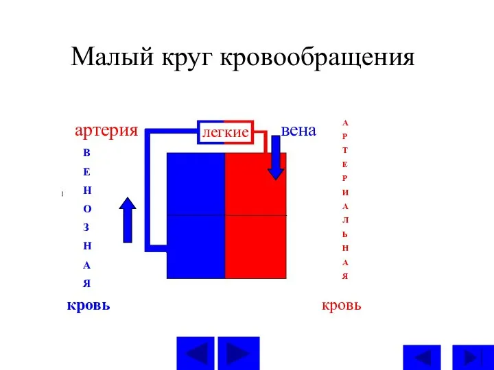 Малый круг кровообращения легкие вена А Р Т Е Р И