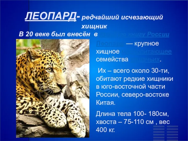 ЛЕОПАРД- редчайший исчезающий хищник В 20 веке был внесён в Красную