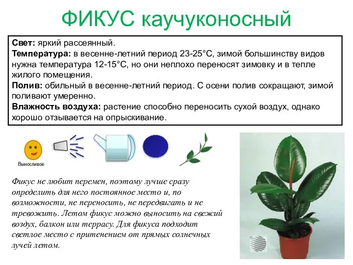 ФИКУС каучуконосный Свет: яркий рассеянный. Температура: в весенне-летний период 23-25°C, зимой