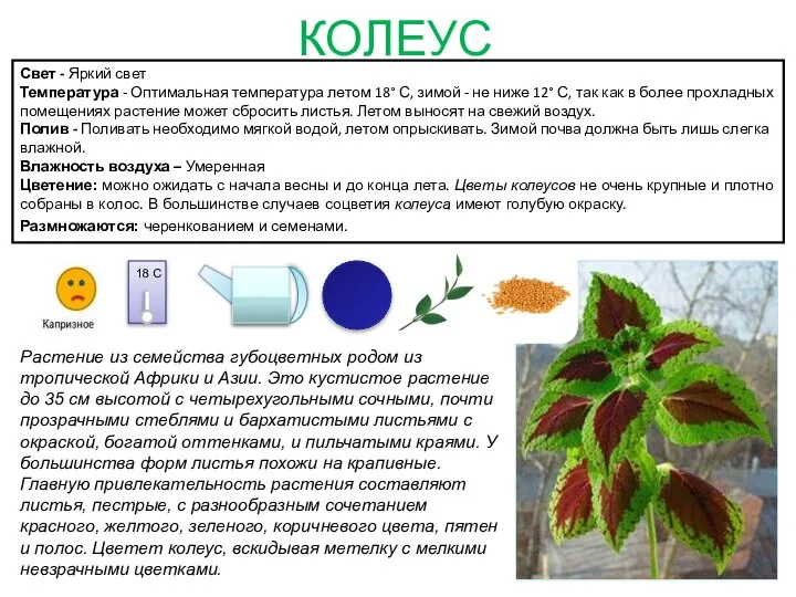 Растение из семейства губоцветных родом из тропической Африки и Азии. Это