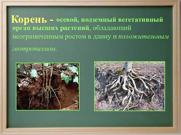 Корень - осевой, подземный вегетативный орган высших растений, обладающий неограниченным ростом в длину и положительным геотропизмом.