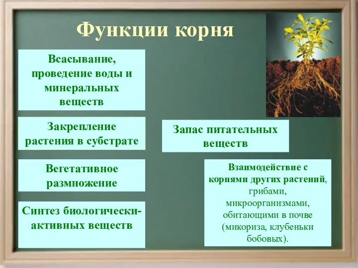 Функции корня Всасывание, проведение воды и минеральных веществ Запас питательных веществ