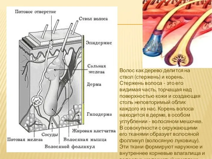 Волос как дерево делится на ствол (стержень) и корень. Стержень волоса