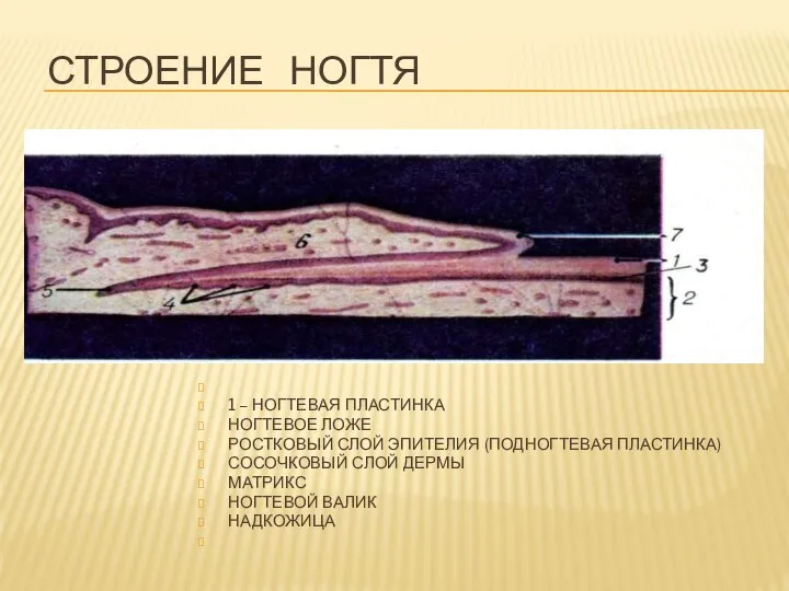 Строение ногтя 1 – НОГТЕВАЯ ПЛАСТИНКА НОГТЕВОЕ ЛОЖЕ РОСТКОВЫЙ СЛОЙ ЭПИТЕЛИЯ