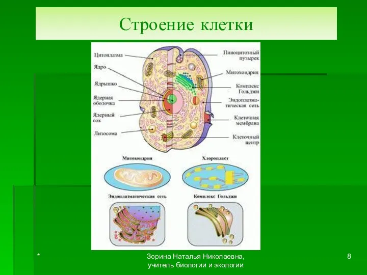 Строение клетки * Зорина Наталья Николаевна, учитель биологии и экологии