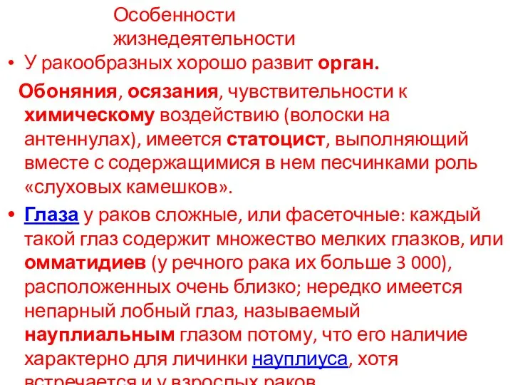 Особенности жизнедеятельности У ракообразных хорошо развит орган. Обоняния, осязания, чувствительности к