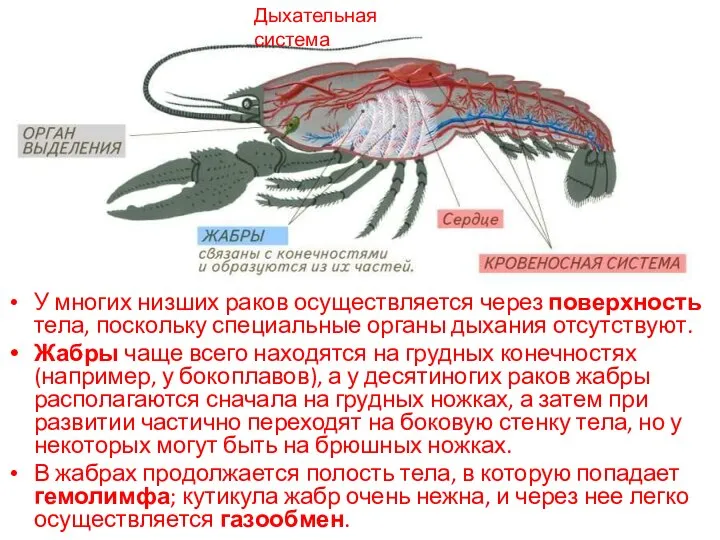 Дыхательная система У многих низших раков осуществляется через поверхность тела, поскольку