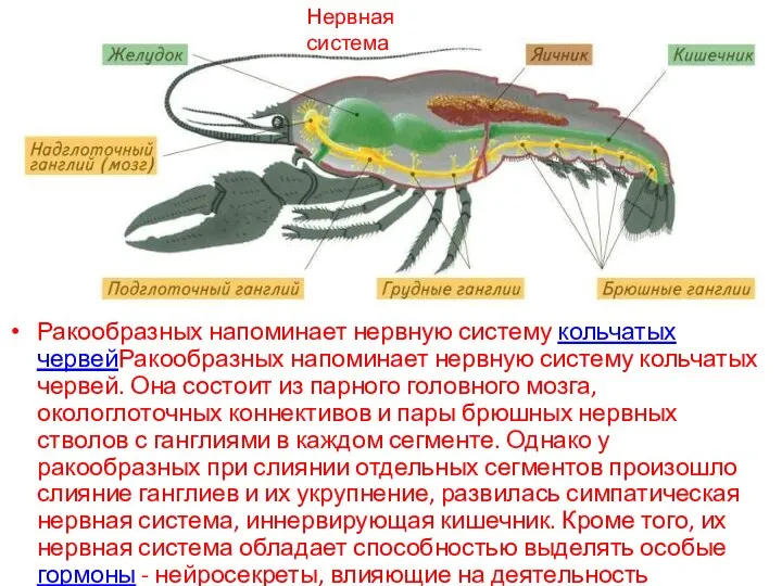 Нервная система Ракообразных напоминает нервную систему кольчатых червейРакообразных напоминает нервную систему