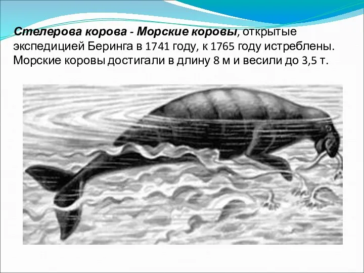 Стелерова корова - Морские коровы, открытые экспедицией Беринга в 1741 году,