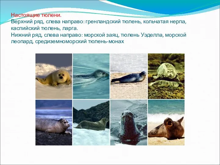 Настоящие тюлени. Верхний ряд, слева направо: гренландский тюлень, кольчатая нерпа, каспийский