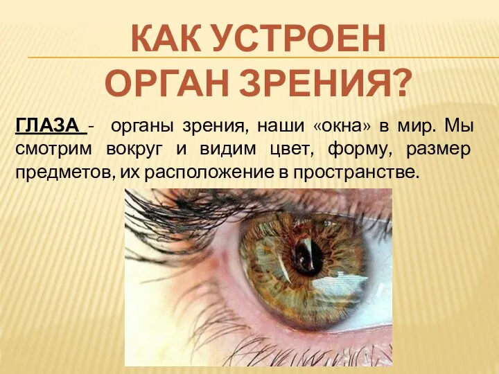 КАК УСТРОЕН ОРГАН ЗРЕНИЯ? ГЛАЗА - органы зрения, наши «окна» в