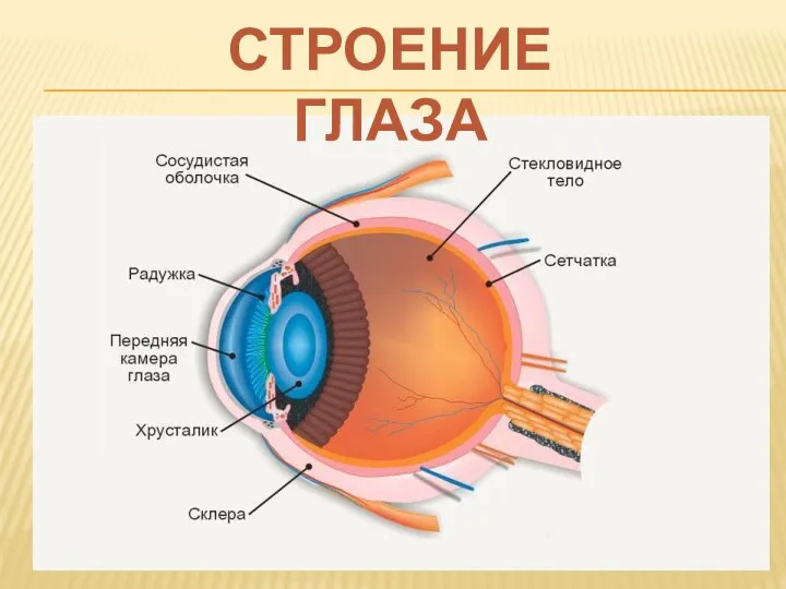 СТРОЕНИЕ ГЛАЗА