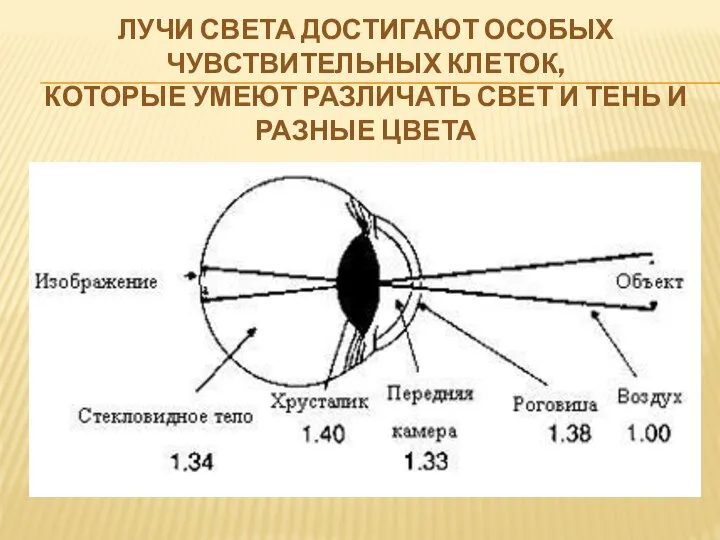 ЛУЧИ СВЕТА ДОСТИГАЮТ ОСОБЫХ ЧУВСТВИТЕЛЬНЫХ КЛЕТОК, КОТОРЫЕ УМЕЮТ РАЗЛИЧАТЬ СВЕТ И ТЕНЬ И РАЗНЫЕ ЦВЕТА