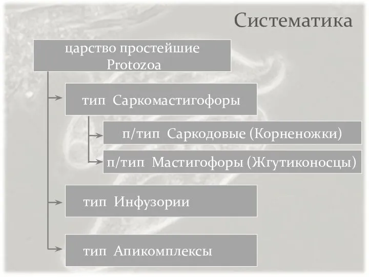 Систематика тип Саркомастигофоры тип Инфузории царство простейшие Protozoa тип Апикомплексы п/тип Саркодовые (Корненожки) п/тип Мастигофоры (Жгутиконосцы)