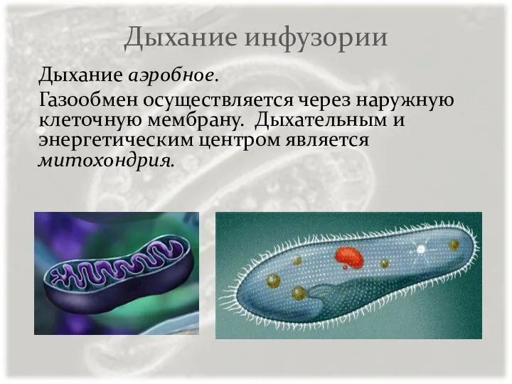 Дыхание инфузории Дыхание аэробное. Газообмен осуществляется через наружную клеточную мембрану. Дыхательным и энергетическим центром является митохондрия.