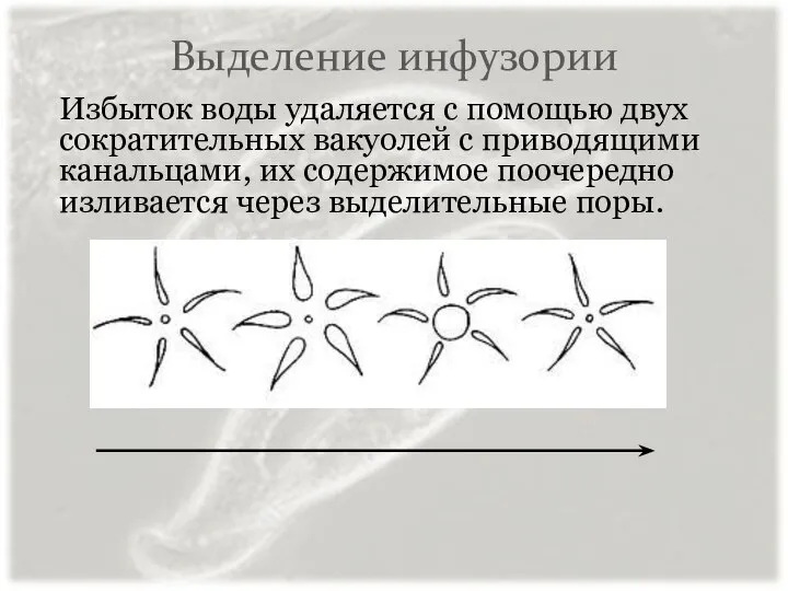 Выделение инфузории Избыток воды удаляется с помощью двух сократительных вакуолей с