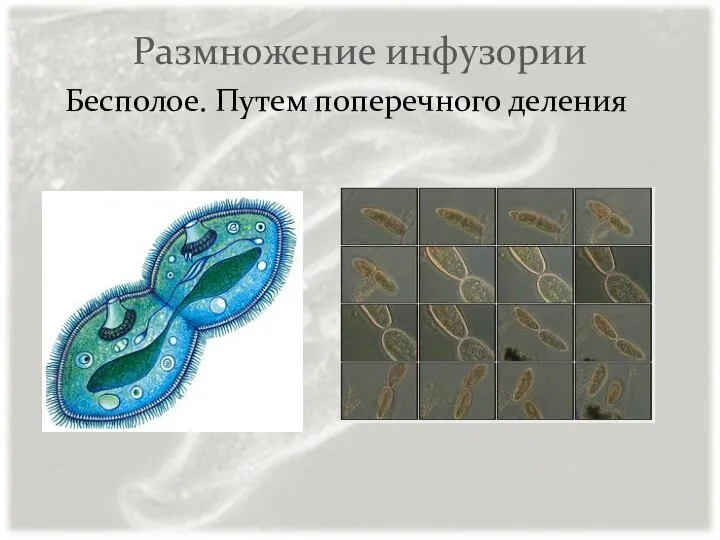 Размножение инфузории Бесполое. Путем поперечного деления