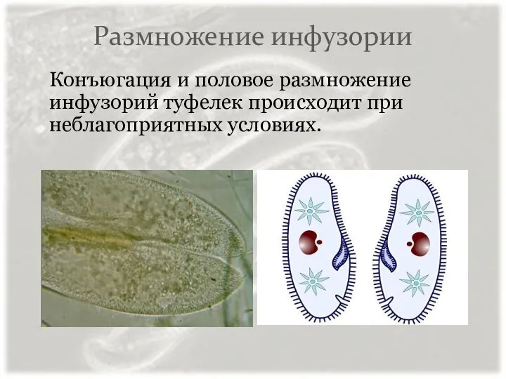 Размножение инфузории Конъюгация и половое размножение инфузорий туфелек происходит при неблагоприятных условиях.