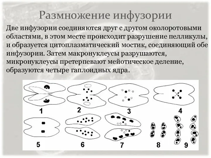 Размножение инфузории Две инфузории соединяются друг с другом околоротовыми областями, в