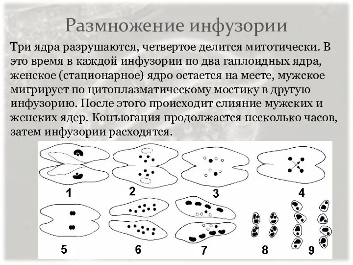 Размножение инфузории Три ядра разрушаются, четвертое делится митотически. В это время