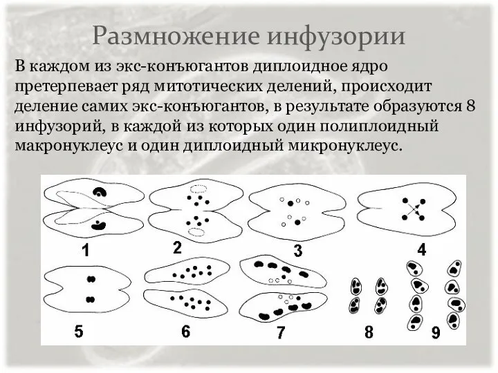 Размножение инфузории В каждом из экс-конъюгантов диплоидное ядро претерпевает ряд митотических