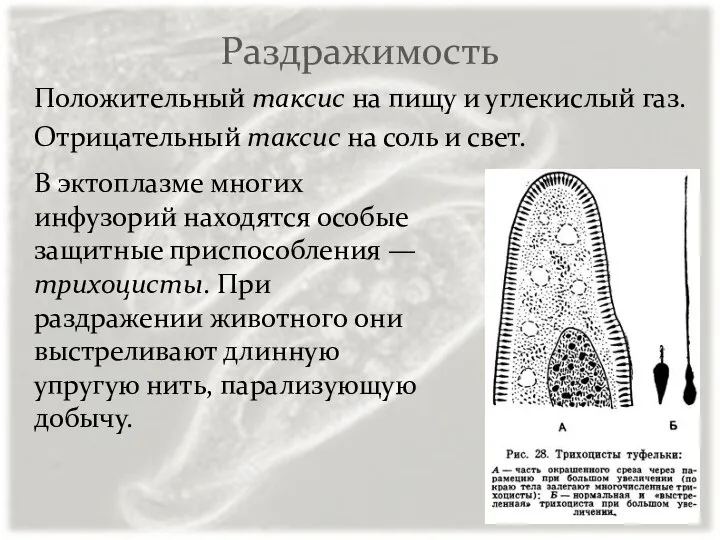 Раздражимость Положительный таксис на пищу и углекислый газ. Отрицательный таксис на