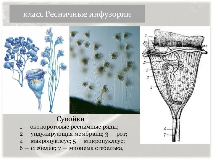 класс Ресничные инфузории Сувойки 1 — околоротовые ресничные ряды; 2 —