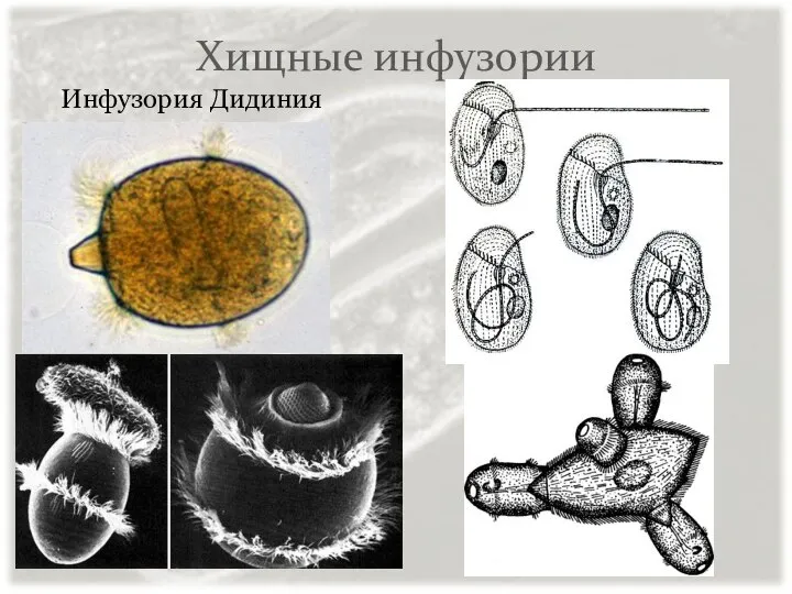 Хищные инфузории Инфузория Дидиния