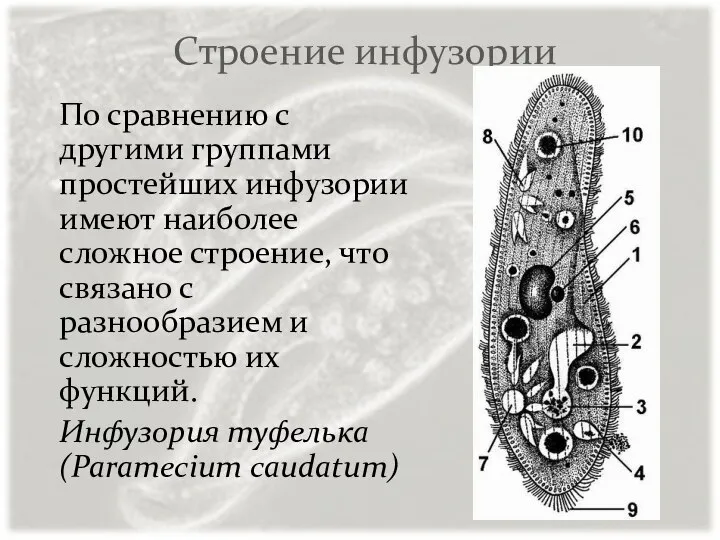 Строение инфузории По сравнению с другими группами простейших инфузории имеют наиболее