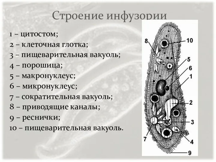 Строение инфузории 1 – цитостом; 2 – клеточная глотка; 3 –