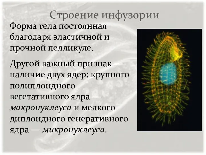 Строение инфузории Форма тела постоянная благодаря эластичной и прочной пелликуле. Другой
