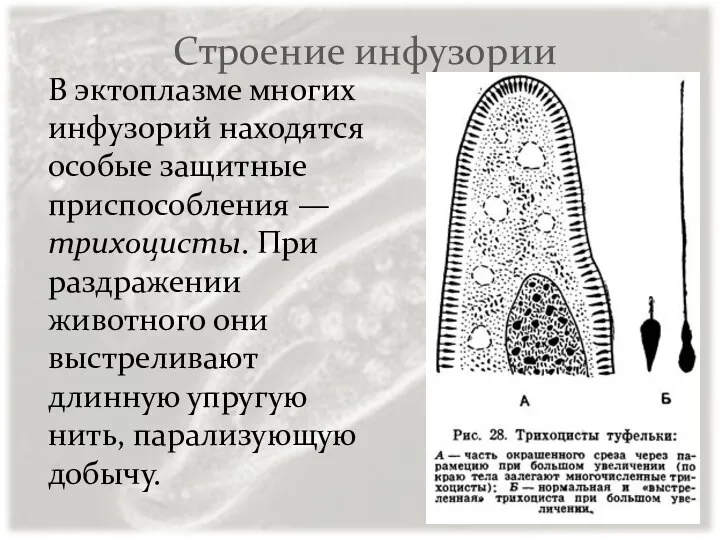 Строение инфузории В эктоплазме многих инфузорий находятся особые защитные приспособления —