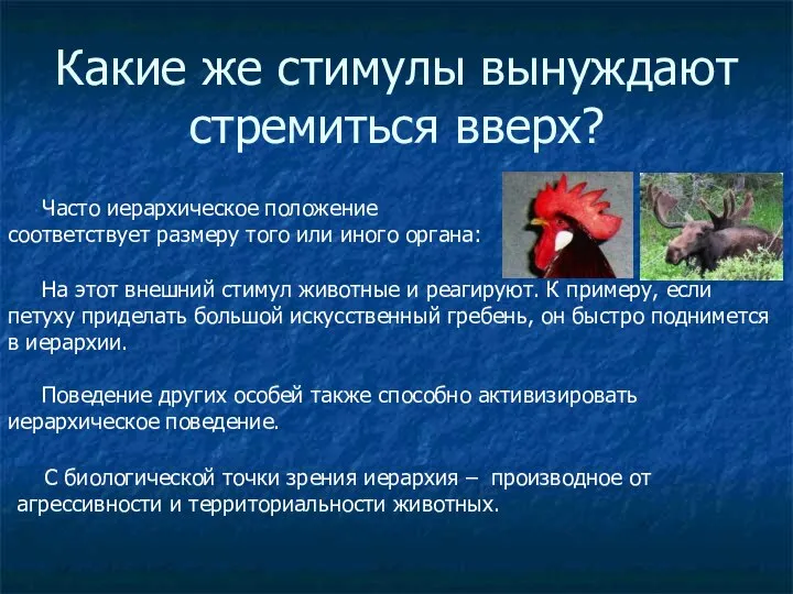 Какие же стимулы вынуждают стремиться вверх? Часто иерархическое положение соответствует размеру