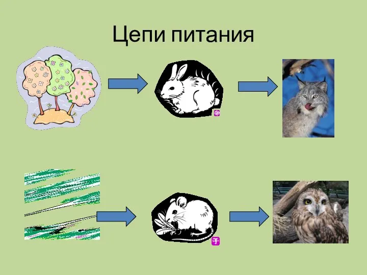 Цепи питания