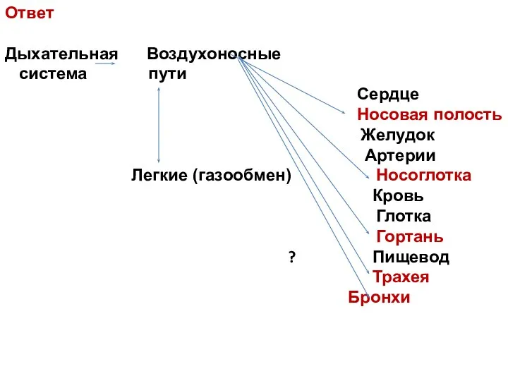 Ответ Дыхательная Воздухоносные система пути Сердце Носовая полость Желудок Артерии Легкие