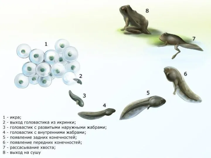 ИЗ ИКРИНОК ЖАБЫ И ЛЯГУШКИ ПОЯВЛЯЮТСЯ ГОЛОВАСТИКИ. ОНИ РАСТУТ И ПОСТЕПЕННО ПРЕВРАЩАЮТСЯ В ЖАБ И ЛЯГУШЕК.