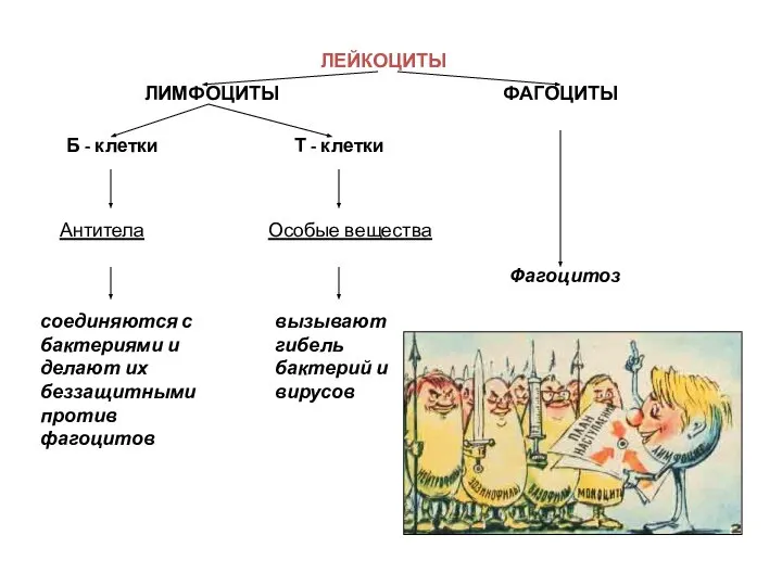 ЛЕЙКОЦИТЫ ЛИМФОЦИТЫ ФАГОЦИТЫ Б - клетки Т - клетки Антитела Особые